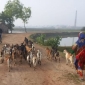 উন্মুক্ত মাঠে ছাগল চরিয়ে পালন করা লাভজনক