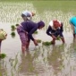 রৌদ্রজ্জ্বল আবহাওয়ায় নড়াইলে বোরো ধান রোপনের ধুম পড়েছে