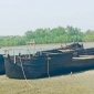 সুন্দরবনের গোলপাতা বহনে প্রস্তুত হচ্ছে পেটকাটা বড় নৌকা