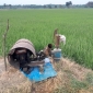 চলতি ইরি- বোরো মৌসুম মাগুরায় তেল সংকটে সেচ ব্যাহত; বিপাকে কৃষক
