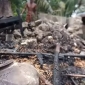পাইকগাছায় বাক প্রতিবন্ধী বসত ঘর আগুনে পুড়ে ছাই