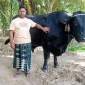 ২০ মন ওজনের গরু কালুকে নিয়ে বিপাকে খামারি