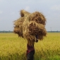 মাগুরায় ধানের দামে ধস; বিপাকে কৃষক