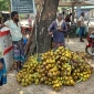 পাইকগাছায় গরমে তাল শাঁসের চাহিদা বেড়েছে
