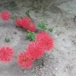 দৃষ্টিনন্দন মে ফ্লাওয়ার বল লিলি