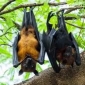 বাদুড় কৃষি ও প্রকৃতির অপরিহার্য প্রাণী