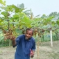 শালিখায় আঙুর চাষে সফল প্রবাস ফেরত মজিদ