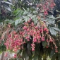 অপ্রচলিত ফল আমঝুম শোভা ছড়াচ্ছে