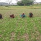 পাইকগাছায় পাটের আবাদে সোনালী স্বপ্ন দেখছেন চাষীরা