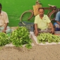 সাড়া,ফেলেছে মাগুরার ডায়াবেটিস বাজার