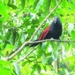 গ্রামীণ জীবনে পরিচিত পাখি কানাকুয়া