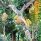 পাইকগাছায় কাঁঠালের ফলন ভাল; দামে খুশী চাষিরা