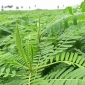 পাইকগাছার বোয়ালিয়া বিএডিসি খামারে মাটির স্বাস্থ্য ও গুণাগুণ রক্ষায় ধৈঞ্চার চাষ