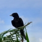 পাখির রাজা ফিঙে