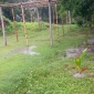 বাজার খোলার ভোলানাথ সুখদা সুন্দরী দোল মন্দিরে নারকেলের চারা রোপন