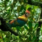 সুন্দরবনের বনমোরগ