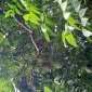পাইকগাছায় আমড়ার বাম্পার ফলন হয়েছে
