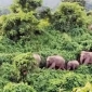 হাতি সুরক্ষায় বনের অবক্ষয় রোধ করা প্রয়োজন