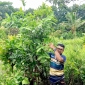 পাইকগাছায় নার্সারীতে গুটি কলম তৈরিতে ব্যস্ত শ্রমিক