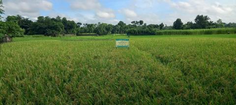 ---