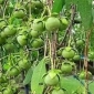 সুন্দরবনের কেওড়া ফল উপকূলীয় অর্থনীতিতে নতুন সম্ভাবনা