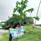 পাইকগাছায় বনবিবির উদ্যোগে বৃক্ষরোপন