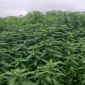 জমির সবুজ সার ধৈঞ্চার চাষ হারিয়ে যাচ্ছে