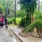 বর্ষায় পাইকগাছায় নার্সারিতে গাছের চারা বিক্রির ধুম পড়েছে