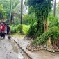 বর্ষায় পাইকগাছায় নার্সারিতে গাছের চারা বিক্রির ধুম পড়েছে