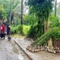 বর্ষায় পাইকগাছায় নার্সারিতে গাছের চারা বিক্রির ধুম পড়েছে