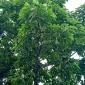 পাইকগাছায় বিলুপ্তির পথে বর্ষার কদম ফুল