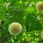 বর্ষার প্রকৃতি রাঙিয়ে তুলেছে কদম ফুল