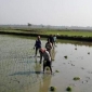 বর্ষাকাল কৃষিকাজের মূল চালিকা শক্তি