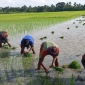 পাইকগাছায় আমন চাষিদের জন্য আশীর্বাদ হয়ে এলো বৃষ্টি