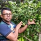 ডোরাকাটা মাল্টা ছাদ বাগান বা টবে চাষ করার জন্য অত্যন্ত জনপ্রিয়