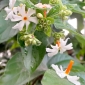 রাতের রানি শিউলি ফুল