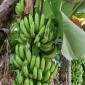 জি-নাইন কলা চাষে সফল পাইকগাছার নারায়ণ অধিকারী